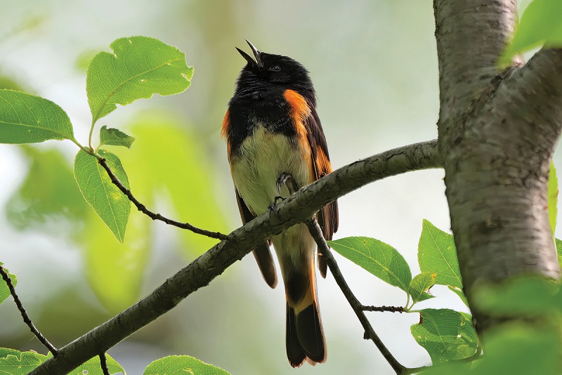 American Redstart singing at Horicon Marsh. Photo by Dexter Patterson
