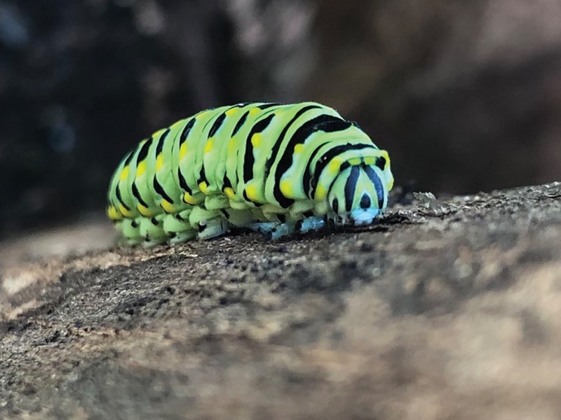 Swallowtail caterpillars rely on native trees and plants to survive and turn into butterflies. Photo by Amy Yocum Swallowtail Caterpillar