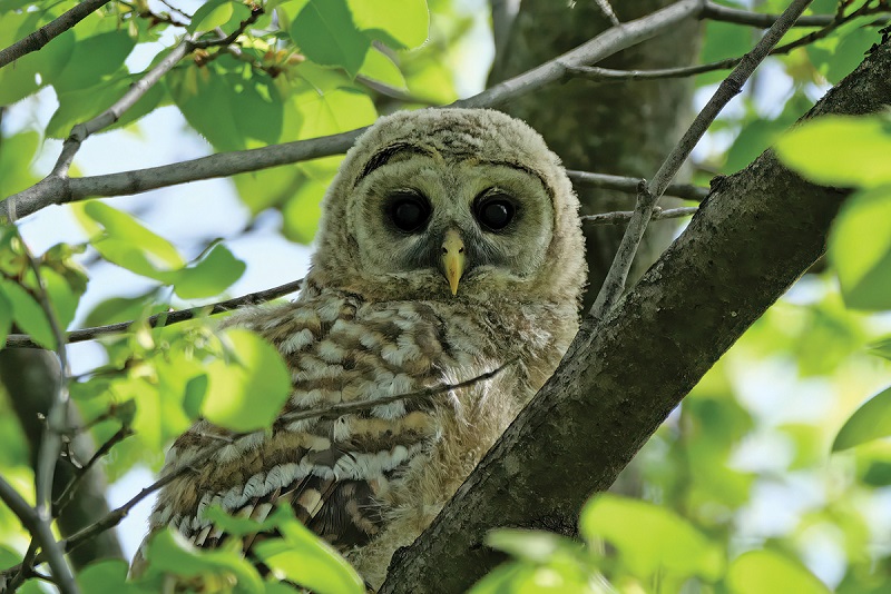 Young Barred Owl at Picnic Point in Madison, Wisconsin. Photo by Dexter Patterson