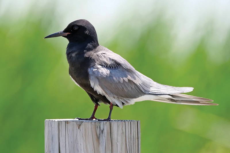Black Tern perched on the boardwalk at Horicon Marsh in Dodge County. Photo by Dexter Patterson