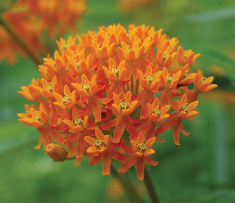 Wild Ones encourages gardeners to plant flowers like native orange butterfly weed instead of the more common butterfly bush, which has become invasive in North America. Photo by Derek Ramsey Orange butterfly weed. Photo by Derek Ramsey