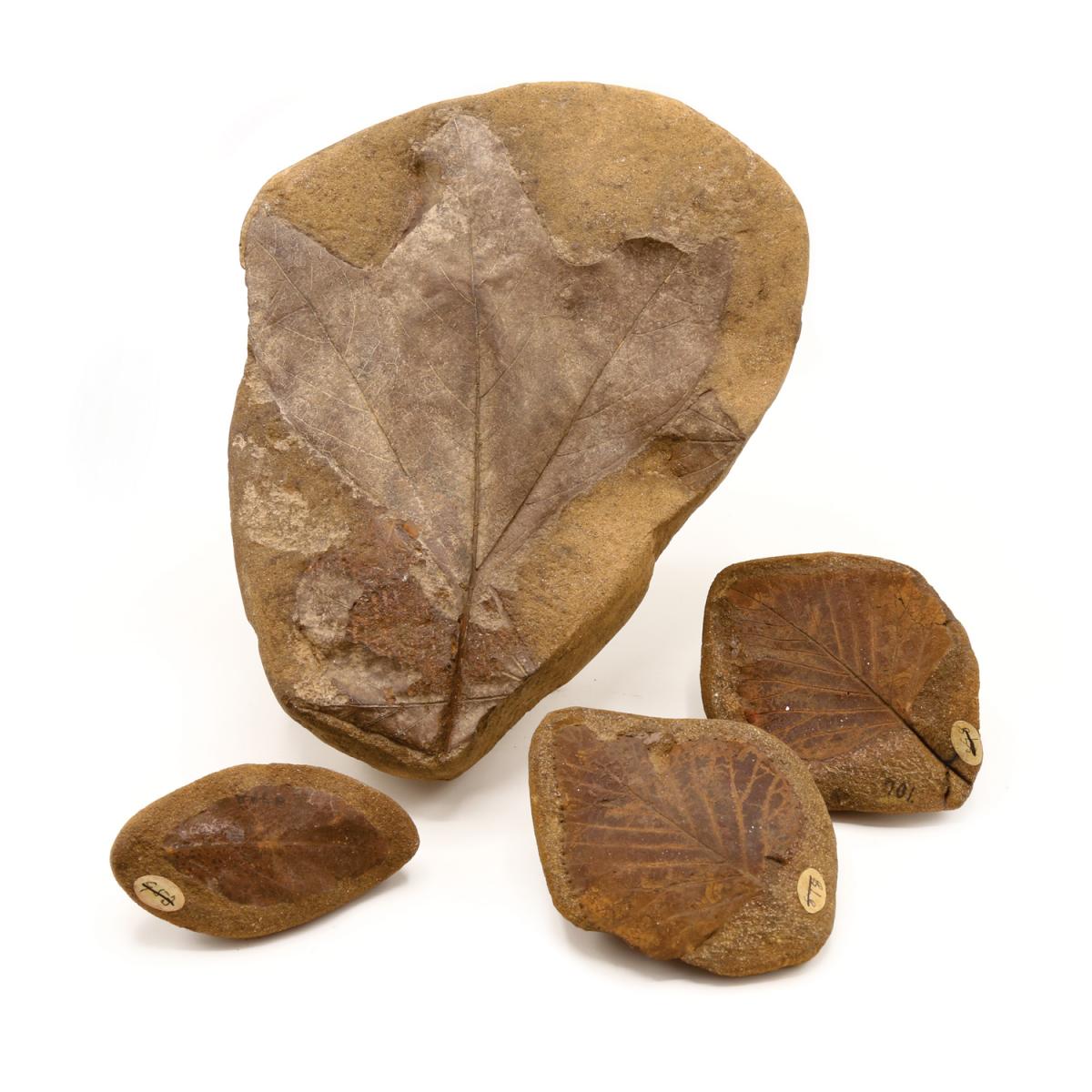 Three fossil plant specimens dating to the Cretaceous period, collected in Kansas by Francis H. Snow. Collection of the University of Wisconsin–Madison Geology Museum. Photograph by Carrie Eaton.  These three beautifully preserved fossil leaf specimens, dating to the Earth’s Cretaceous period, are approximately 80 million years old. At this time, flowering plants were first becoming widespread. Of particular interest to current Wisconsin residents, the fossil leaf on the lower left comes from a buckthorn tree. All three specimens were acquired by the University of Wisconsin Geology Museum in the 1880s.