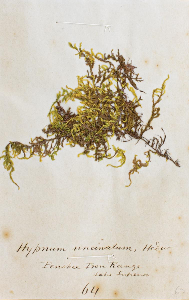 Specimen example page from The Mosses of Wisconsin, Collected and Prepared,  by Increase A. Lapham, 1859. Collection of the Wisconsin State Herbarium. Photograph by Mark A. Wetter.   Increase A. Lapham was a prolific collector as well as an author. This very special handmade book was most likely created as a reference collection for sale to others. It contains one hundred pressed specimens of different mosses and lichens Lapham collected in Wisconsin. 