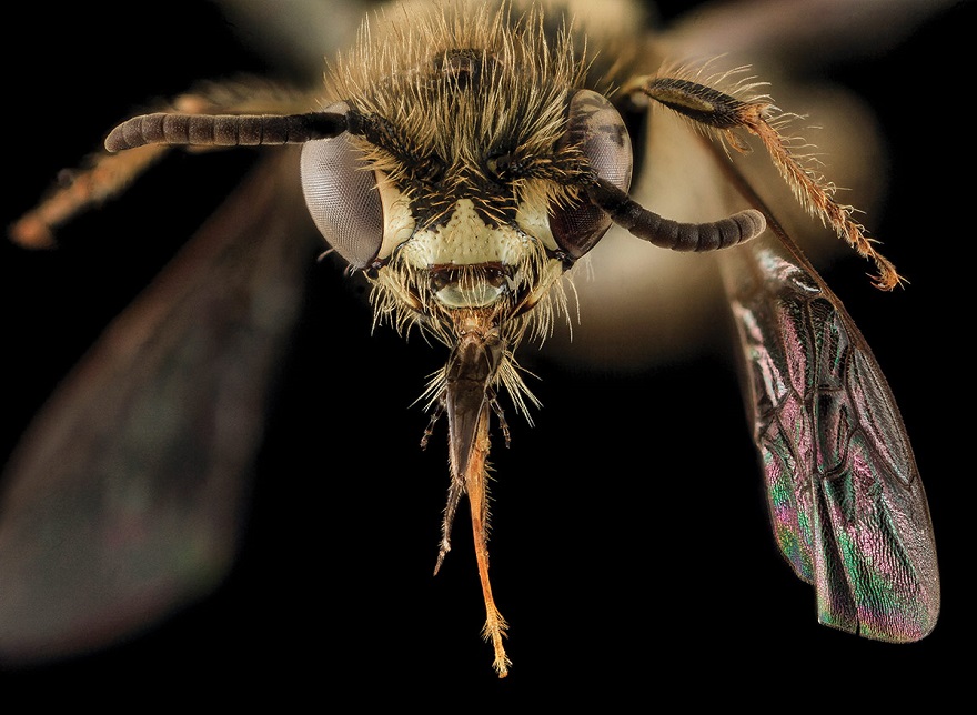 Andrena uvulariae, Female specimen.