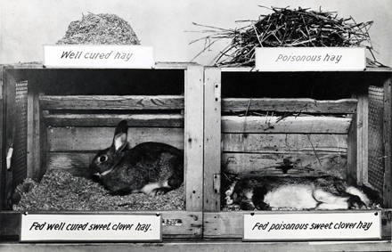 Undated photo of an experiment in Link’s lab showing the effects of sweet clover disease in poisoned hay. After six years of work, researchers in Link’s lab isolated the compound responsible for the disease and named it dicumarol. UW–Madison Archives/ID S16316