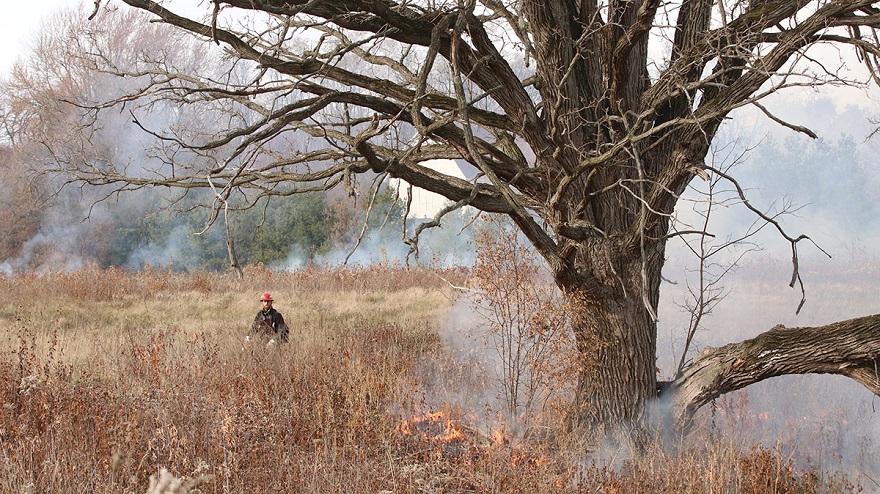 Controlled burn in progress. Photo by Emily Mills, The Nature Conservancy