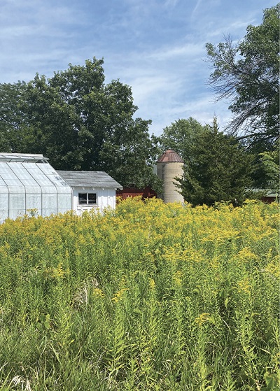 Goldenrod in late summer.