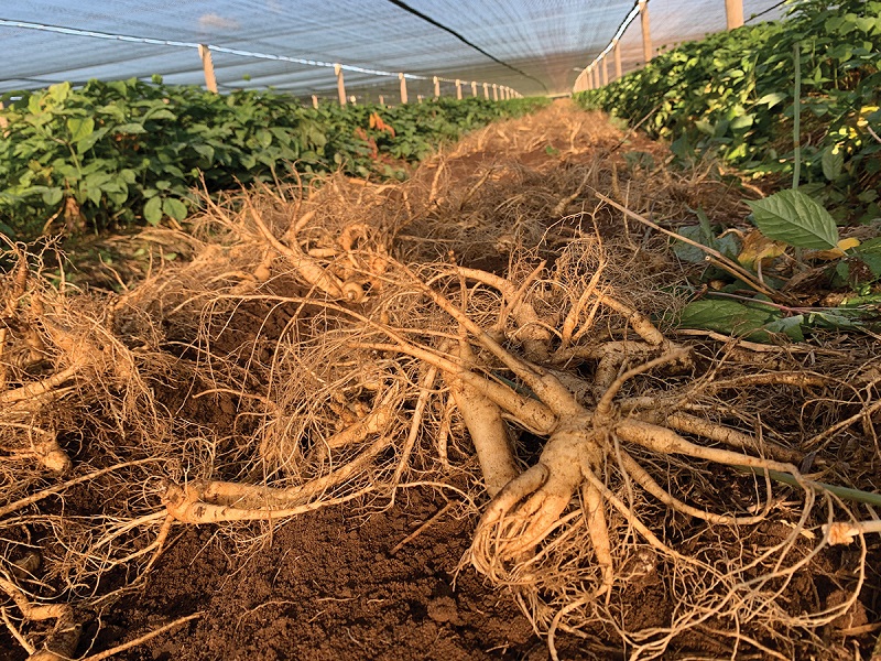 A close-up of recently harvested American ginseng roots.