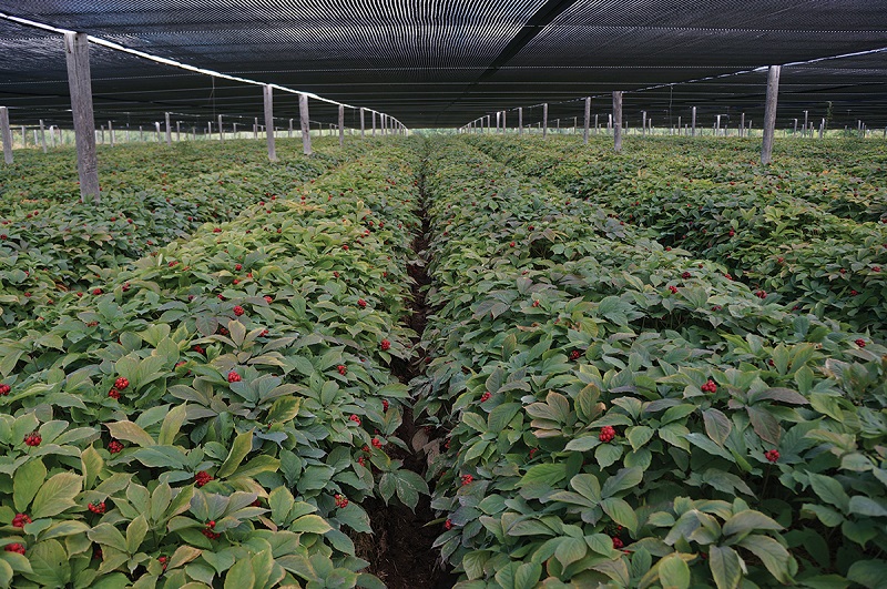 Rows of mature ginseng plants with red berries. Shade cloths protect the plants from late-summer sun.