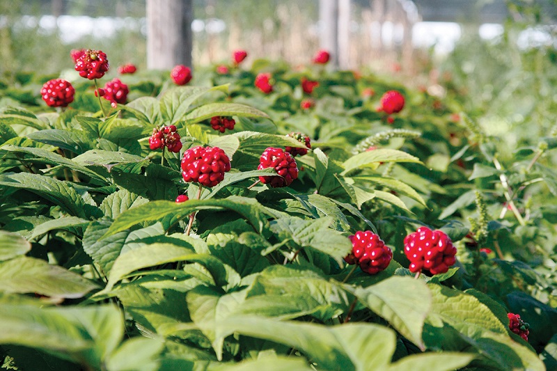 Ginseng berries growing on Ginseng plants