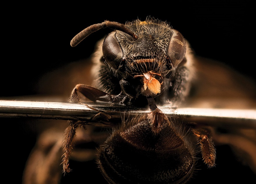 Lasioglossum nelumbonis, a wetland bee. Photo by Sydney Price