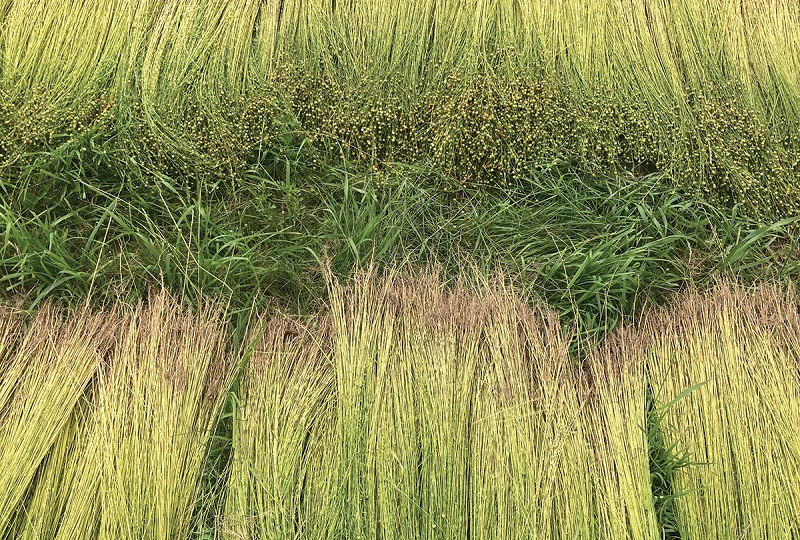Fresh-cut flax left to ret, or partially rot. Flax is spread on the ground and exposed to dew and moisture so that bacteria can begin to break down the woody stalks. Photo by Leslie Schroeder