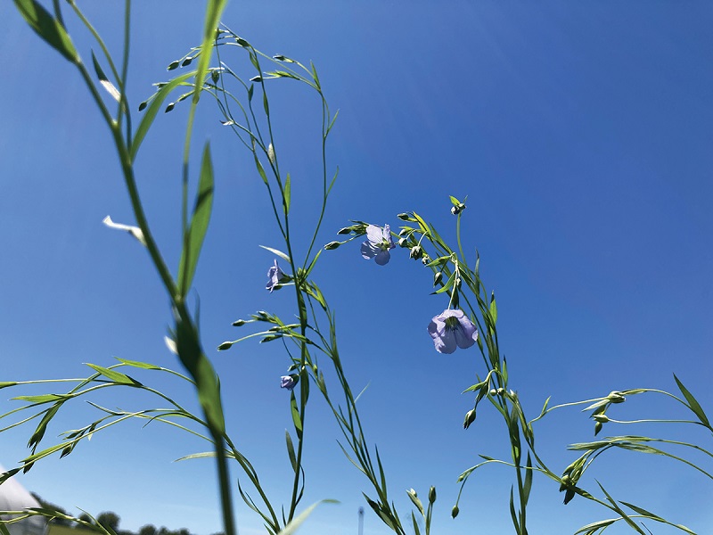 Iconic blue flax flower in June 2024 at Gorman Farm in Dane County.  Leslie Schroeder
