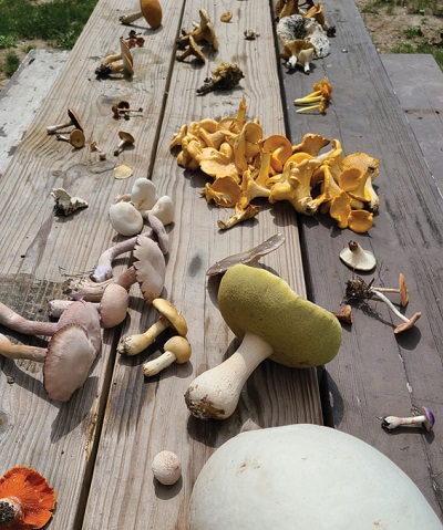 Edible and inedible mushrooms from a Madison Mycological Society foray.