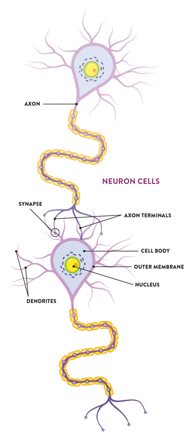 Neurons (or nerve cells) are specialized cells that transmit and receive electrical signals in the body. Neuron-to-neuron connections are made onto the dendrites and cell bodies  of other neurons. These connections, known as synapses,  are the sites at which information is carried from the first neuron (the presynaptic neuron) to the target neuron (the postsynaptic neuron). The synapses are the areas Frick  and her research team are studying in order to understand  the role estrogen plays in the neurotransmissions that lead  to memory formation and retention.