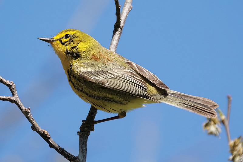 Prairie Warbler at Carpenter Ridgeway Park in Madison, Wisconsin. Photo by Dexter Patterson