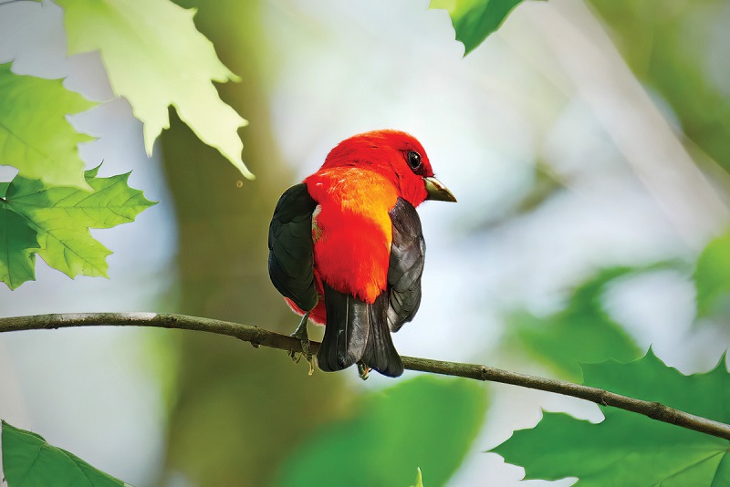 Scarlet Tanager at Picnic Point in Madison, Wisconsin. Photo by Dexter Patterson
