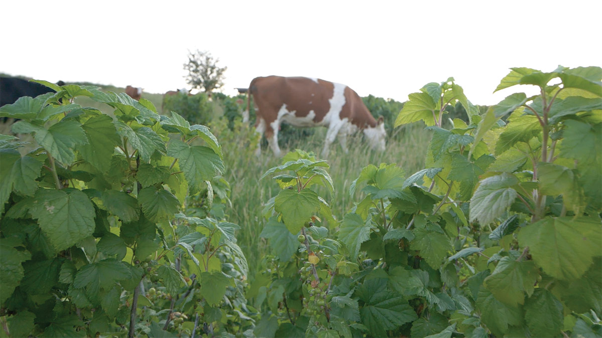 Cows graze among rows of black currants in a silvopasture system at Branches and Berries in Crawford County