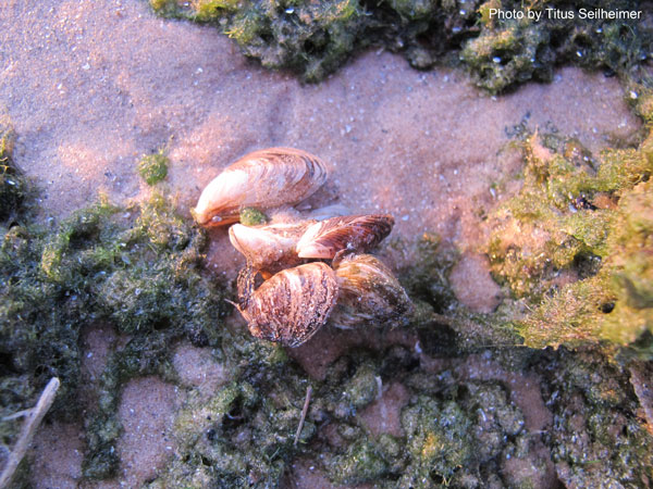 Dreissenid mussels (zebra and quagga mussels) are common in Lake Michigan and can be unintentionally transported in their free-swimming life stage in bait buckets, live wells, and ballast tanks. Dreissenid mussels (zebra and quagga mussels) are common in Lake Michigan and can be unintentionally transported in their free-swimming life stage in bait buckets, live wells, and ballast tanks.
