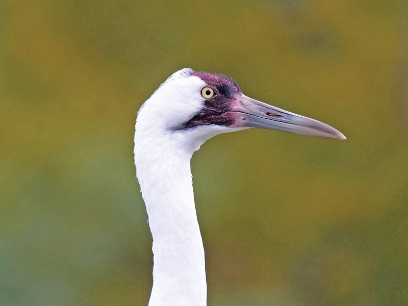 Whooping Crane at the International Crane Foundation in Baraboo, Wisconsin. Photo by Dexter Patterson