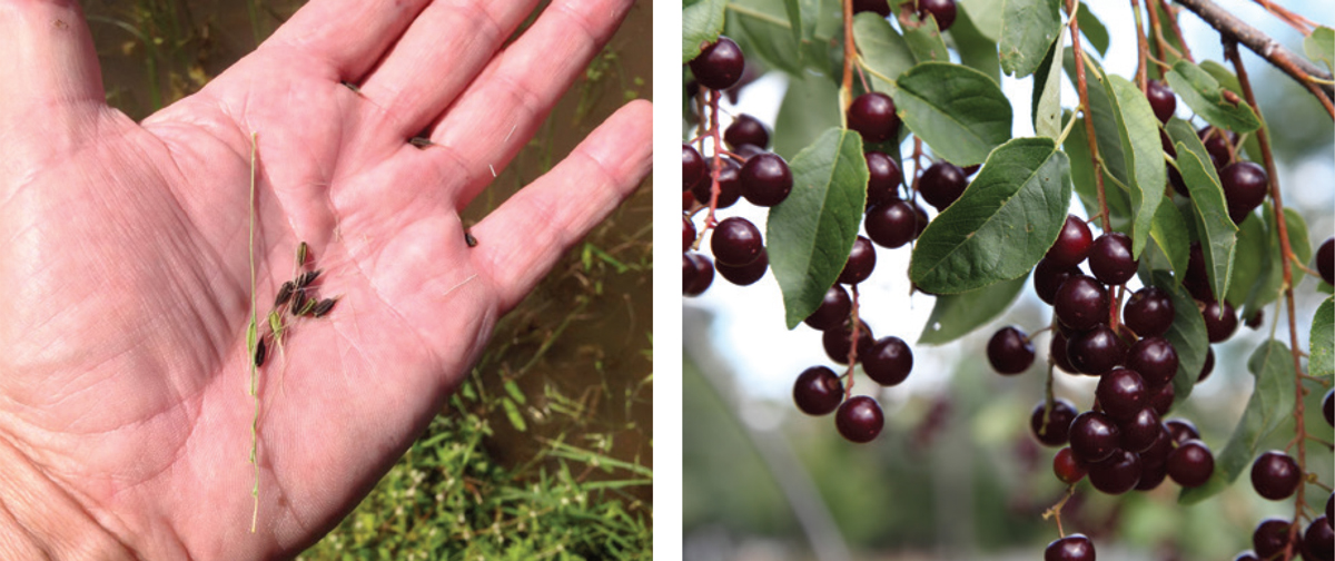 Wild rice and chokescherries have been staples of Indigenous cuisine for thousands of years. Photo credits: (l) WDNR / (r) Murphy_Shewchuk/istockphoto
