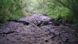 Little Plover River Runs Dry, Barb Feltz