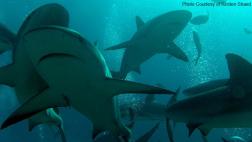 My underwater encounter with Caribbean reef sharks, Nassau, Bahamas.
