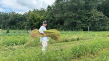 Midwest Linen Revival co-founder Leslie Schroeder harvests fresh flax from the Parisi Family Farm in Dane County. Photo by Zoe Schneberger