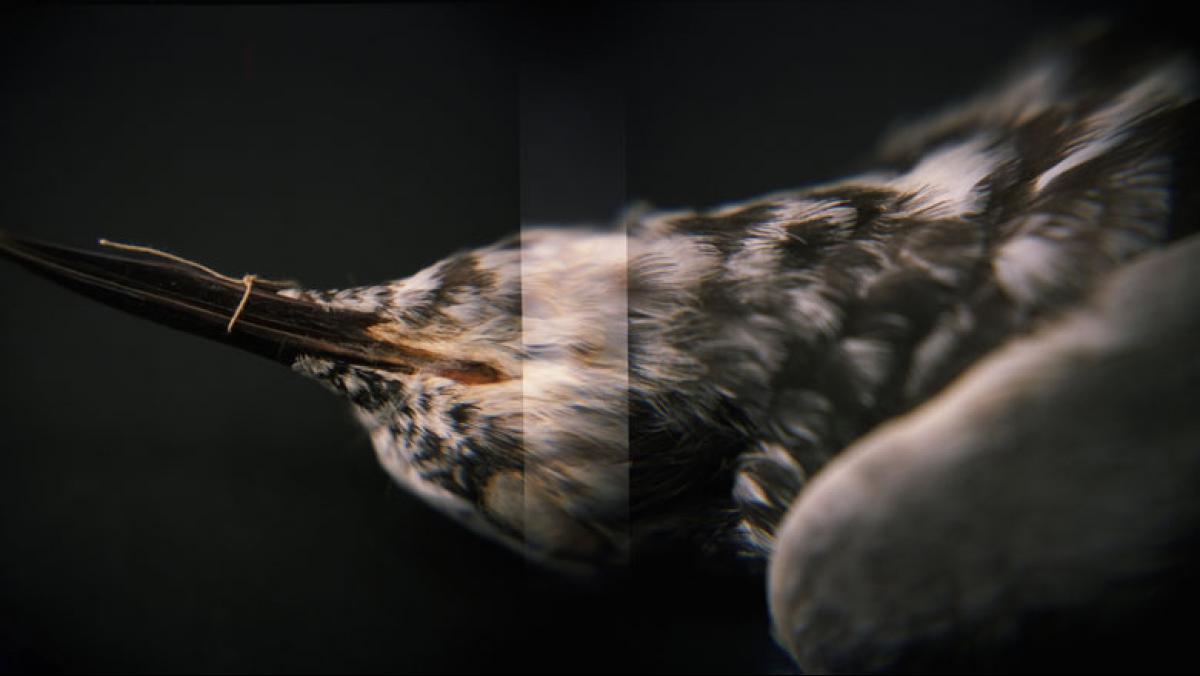 Amy Fichter, Black Tern (Chlidonias niger surinamensis), Holga 120N, Fuji Pro 400H, 2015. Specimen courtesy of the Milwaukee Public Museum.