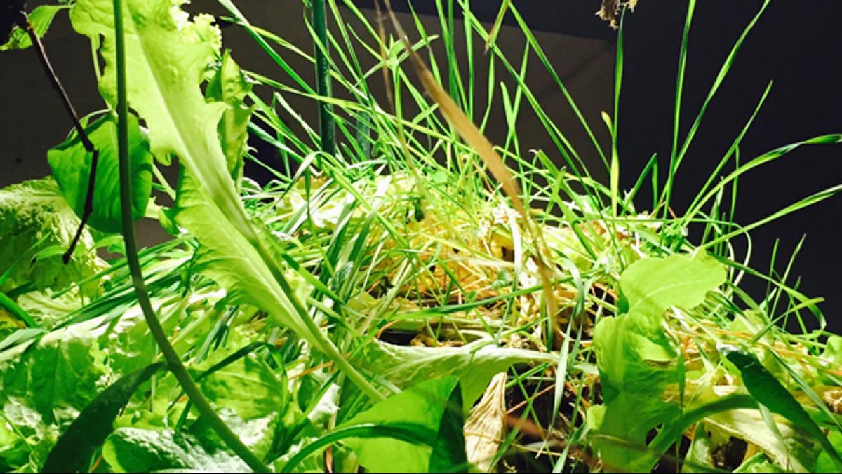 Gregory Klassen, Nature Table (detail).