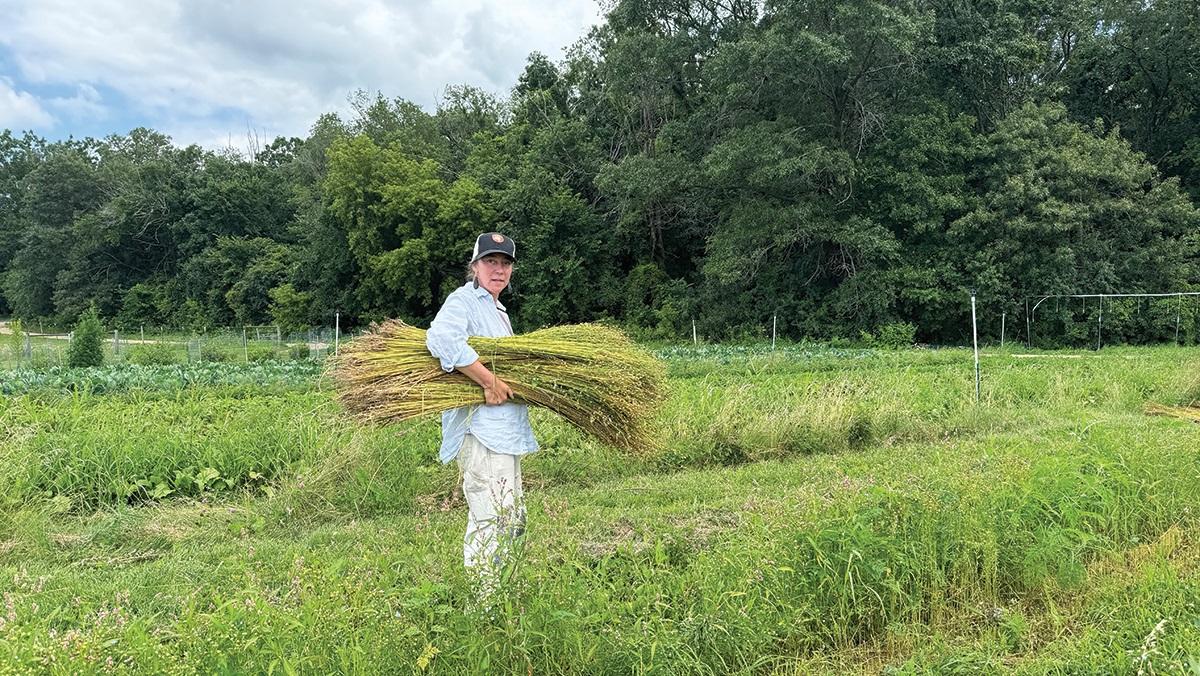 Midwest Linen Revival co-founder Leslie Schroeder harvests fresh flax from the Parisi Family Farm in Dane County. Photo by Zoe Schneberger