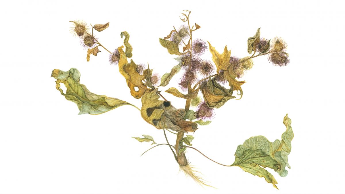 Lynne Railsback_Common Burdock