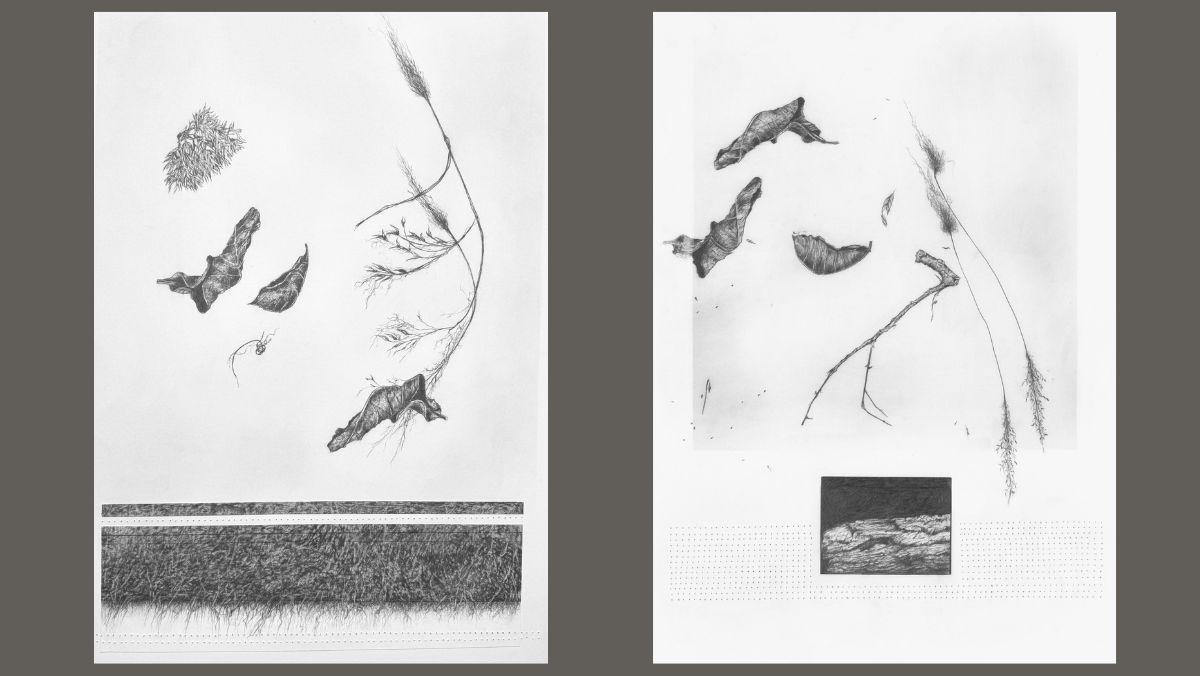 Image of original drawings by artist Lois Peterson, Fragments of the Land #2 and #3