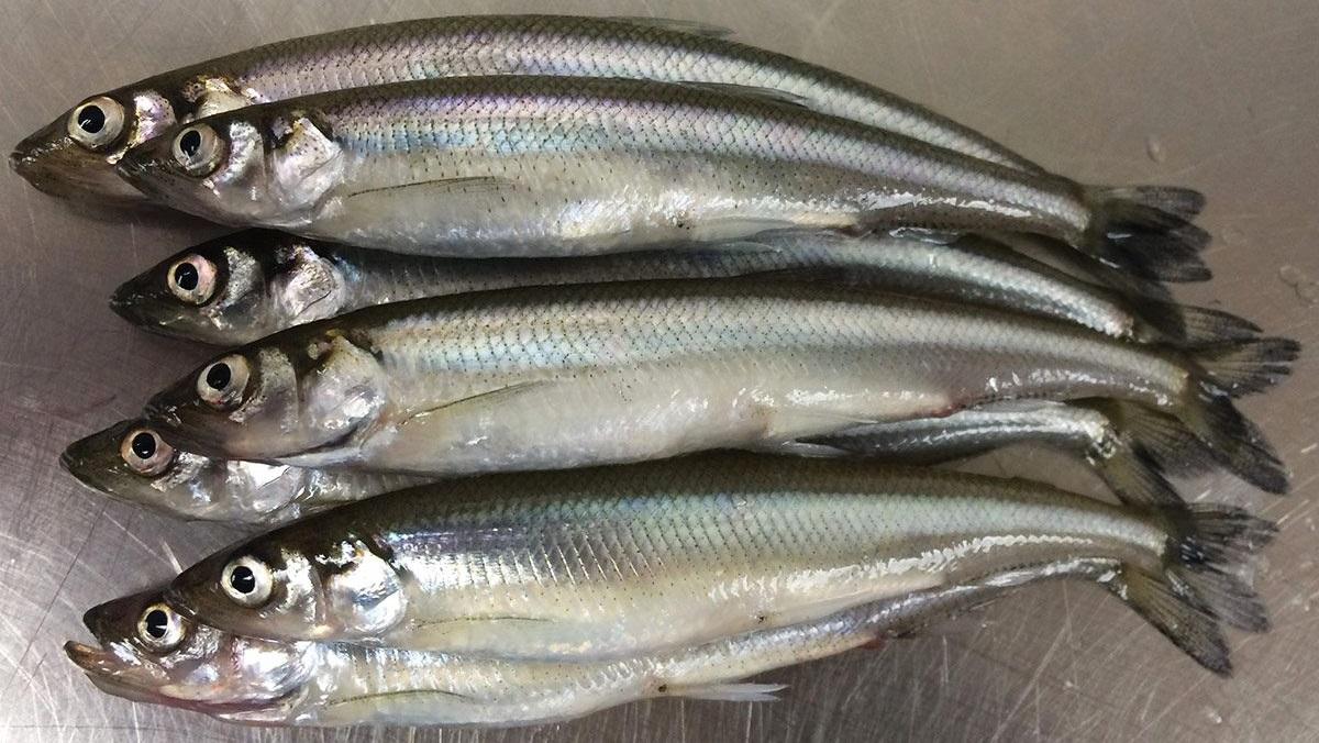 Rainbow Smelt Confidential: An Invasive Species on the Menu