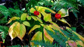 Wild ginseng plants in eastern Iowa County. Wild-simulated plants sown from responsibly gathered seeds, lightly cultivated and sustainably harvested on long rotations in private woodlands, can help wild ginseng populations rebound from over harvesting and poaching. Photo by Jerry Davis.