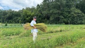 Midwest Linen Revival co-founder Leslie Schroeder harvests fresh flax from the Parisi Family Farm in Dane County. Photo by Zoe Schneberger