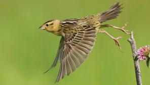Female Bobolink taking flight.
