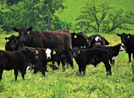 Silvopasture is the practice of integrating trees, forage, and the grazing of domesticated animals in a mutually beneficial way. Photo credit: Lyssa Seefeldt/University of Wisconsin Extension